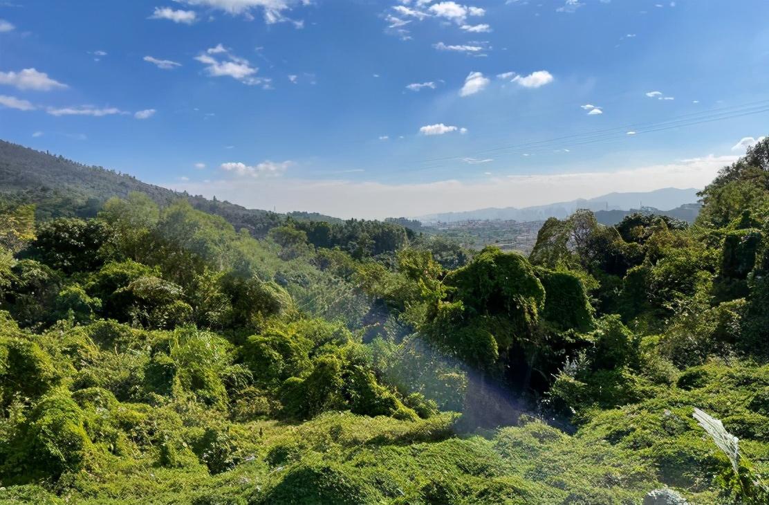 天竺山林场最新新闻速递